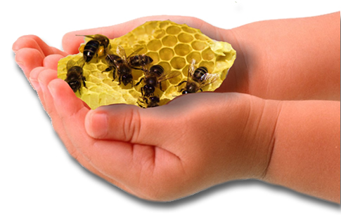 manos de niño soportando un panel de abejas
